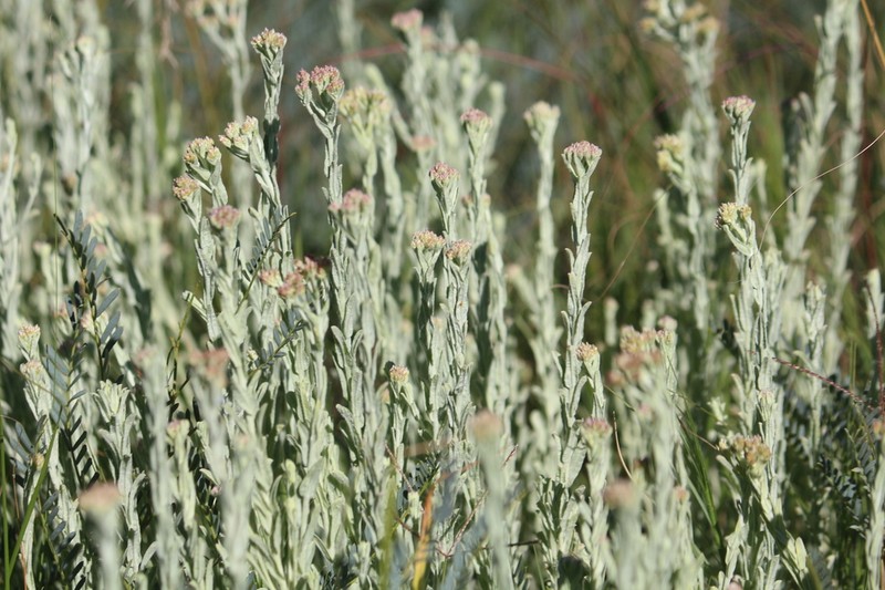 Helichrysum auronitens photo 4