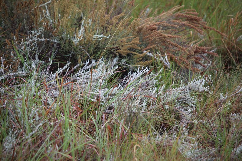 Helichrysum auronitens photo 5