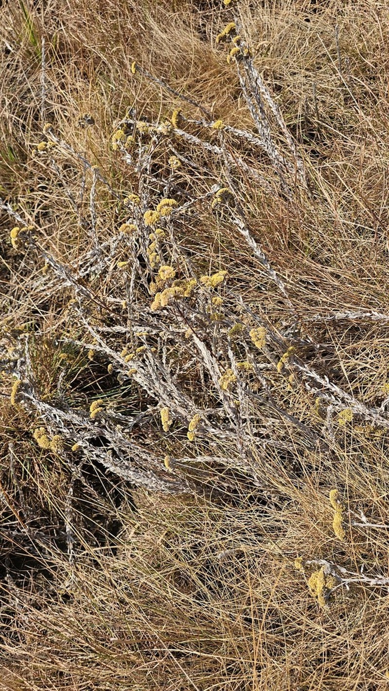 Helichrysum auronitens photo 6