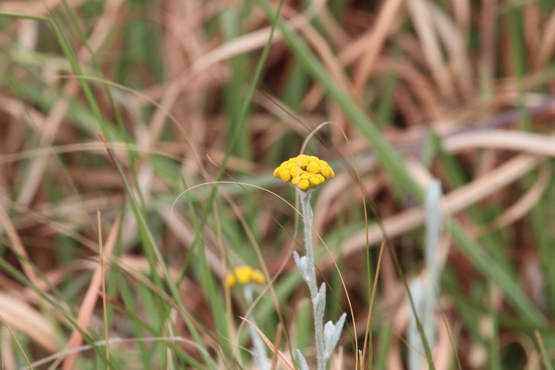 Helichrysum auronitens photo 7