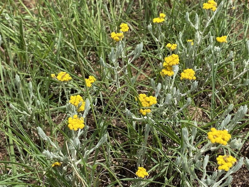 Helichrysum auronitens photo 8