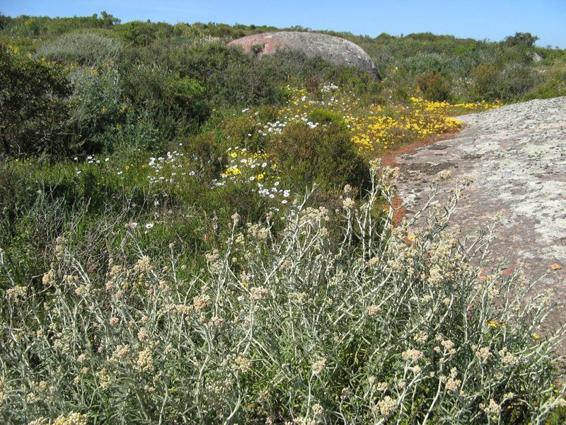 Helichrysum bachmannii