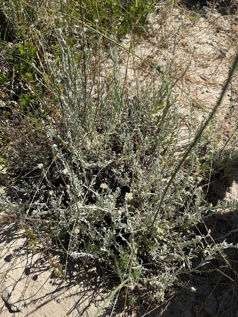 Helichrysum bachmannii photo 2
