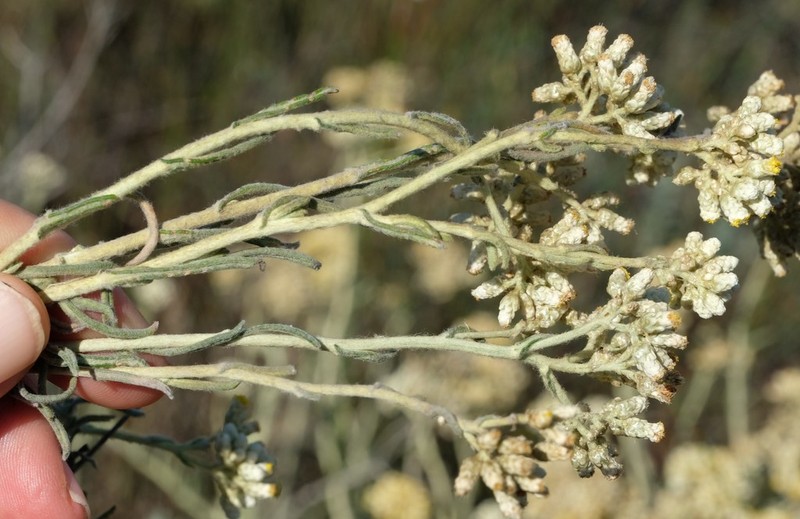 Helichrysum bachmannii photo 3
