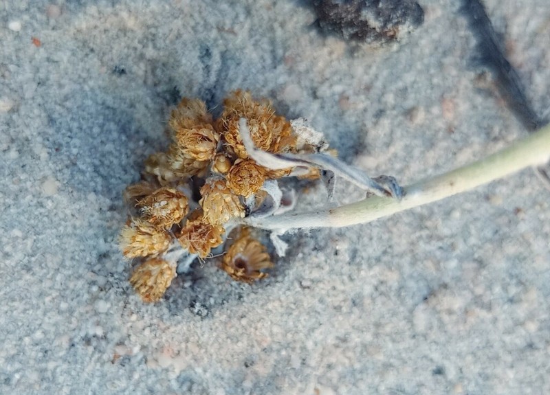 Helichrysum bachmannii photo 4