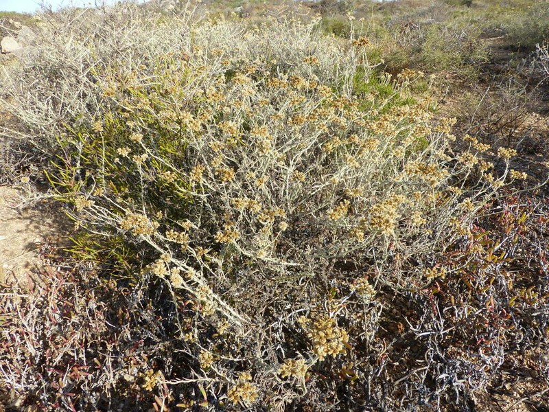 Helichrysum bachmannii photo 5
