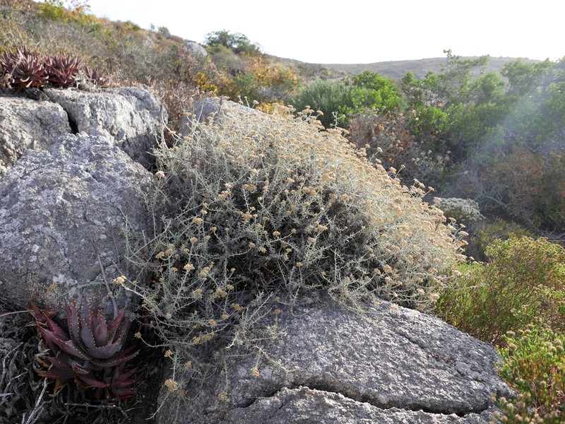 Helichrysum bachmannii photo 6