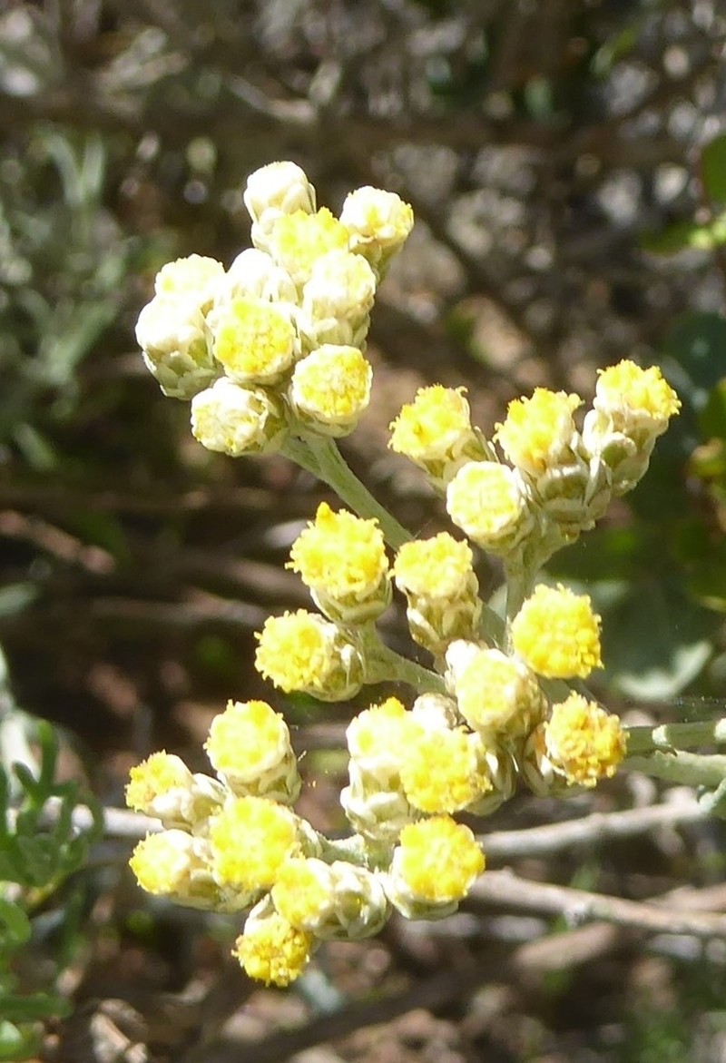 Helichrysum bachmannii photo 7