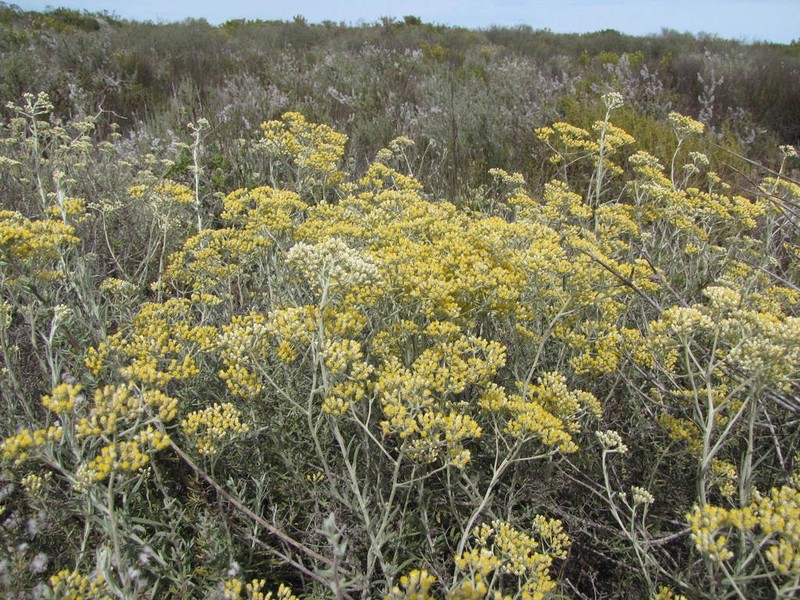 Helichrysum bachmannii photo 8