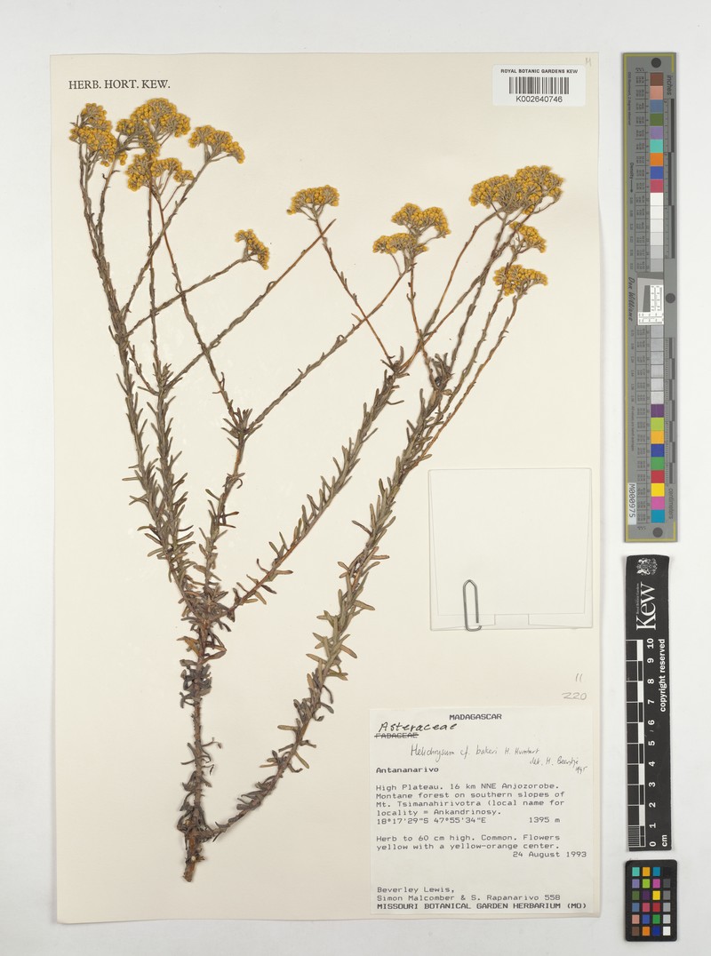 Helichrysum bakeri