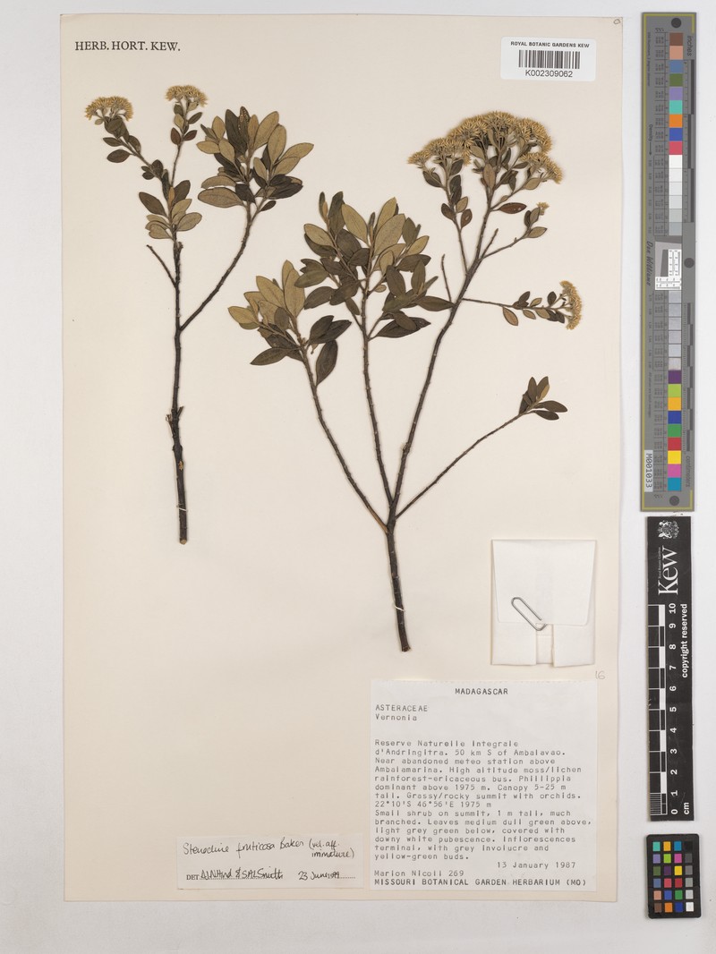 Helichrysum baronii