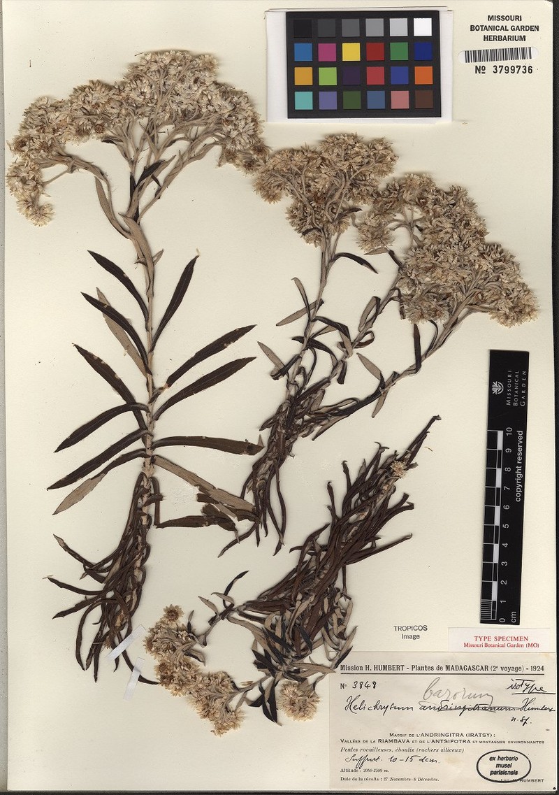 Helichrysum barorum