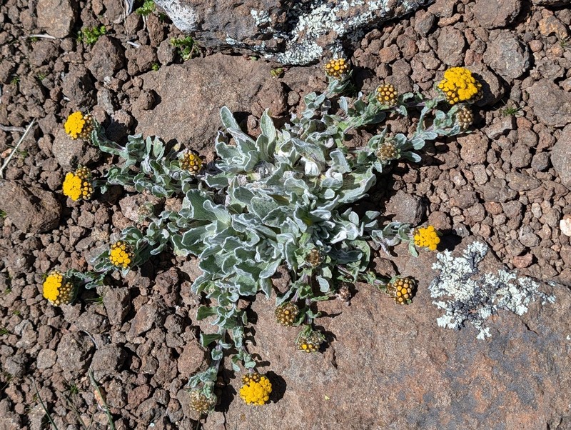 Helichrysum basalticum