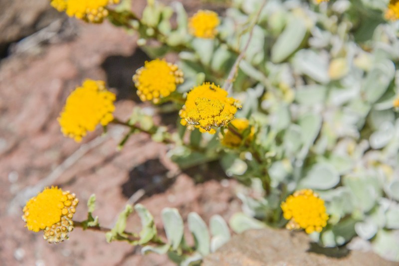 Helichrysum basalticum photo 2