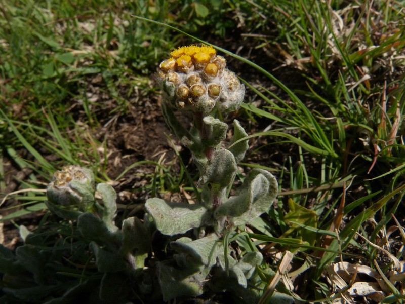 Helichrysum basalticum photo 3