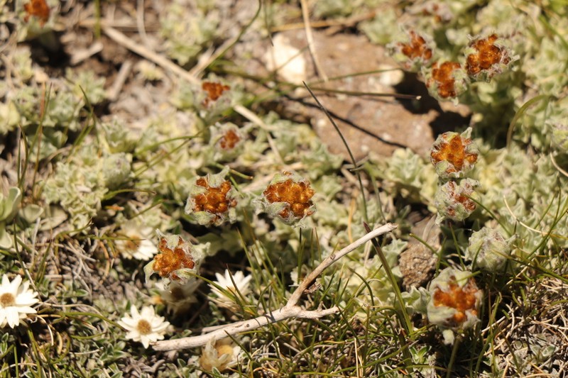 Helichrysum basalticum photo 4