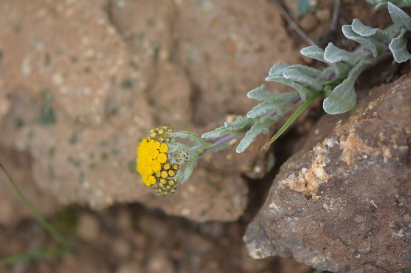 Helichrysum basalticum photo 5