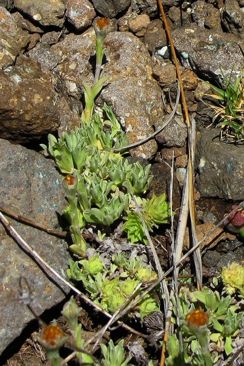 Helichrysum basalticum photo 6