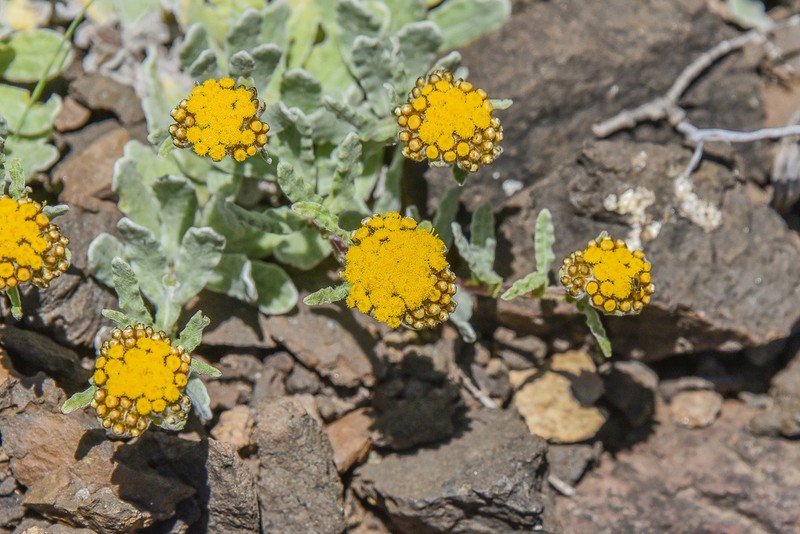 Helichrysum basalticum photo 7