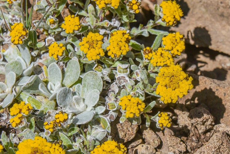 Helichrysum basalticum photo 8
