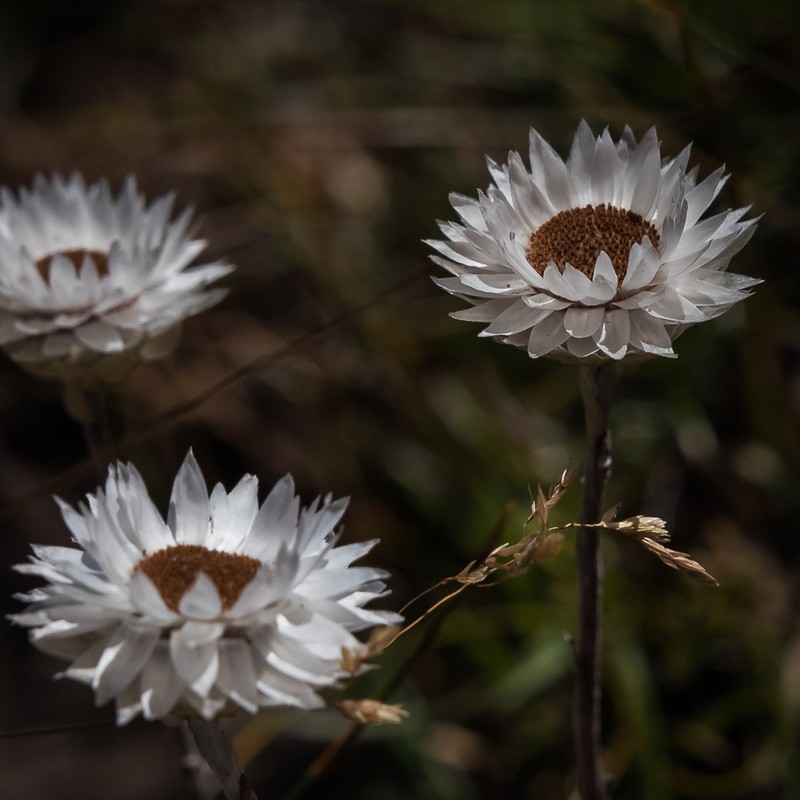 Helichrysum bellidiastrum