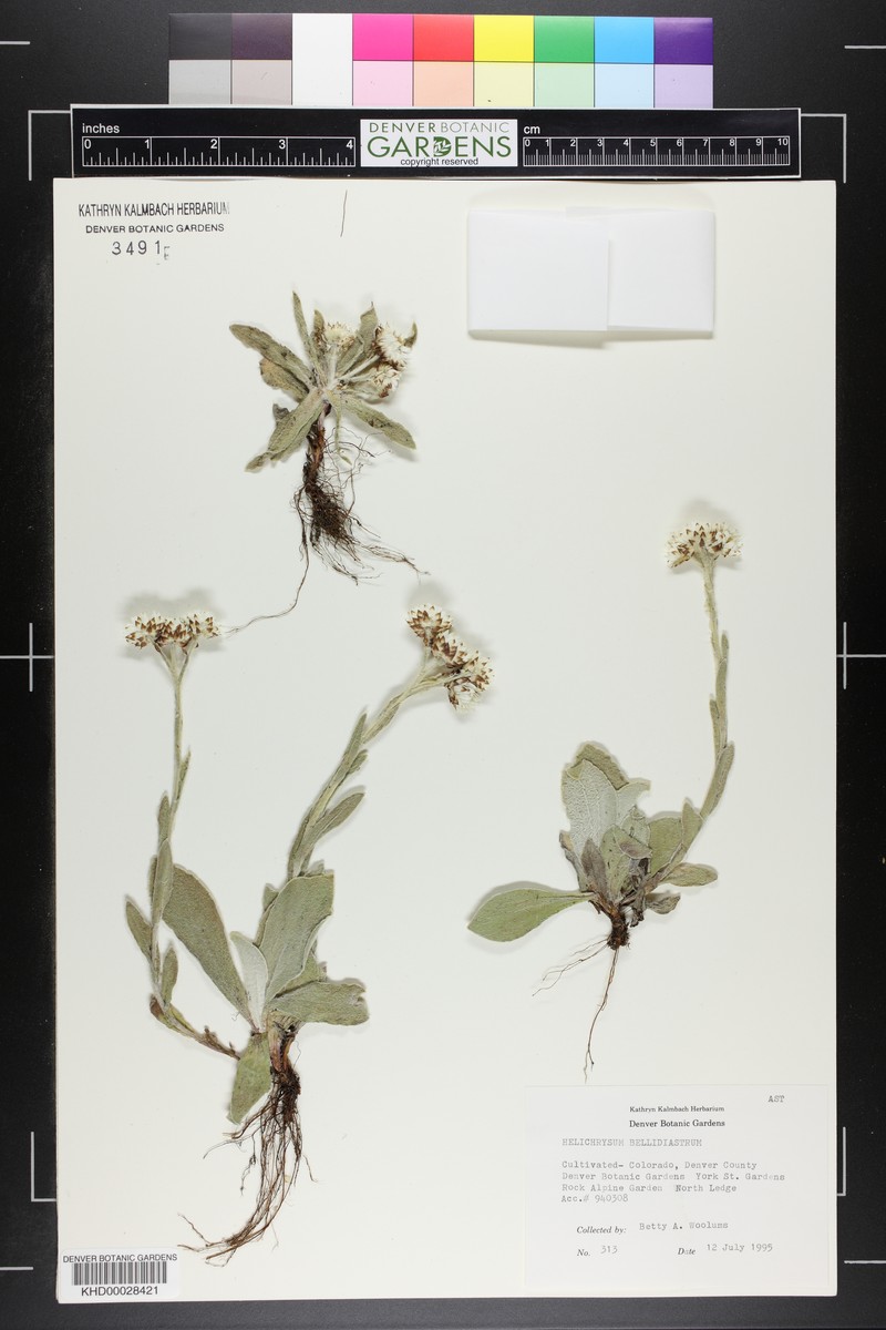 Helichrysum bellidiastrum photo 2