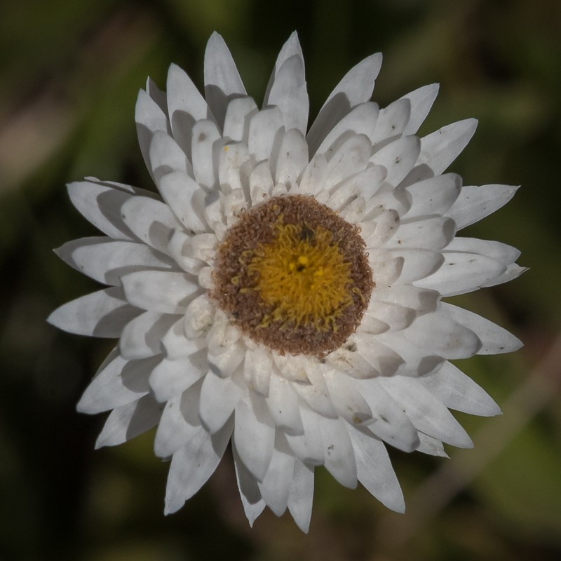 Helichrysum bellum