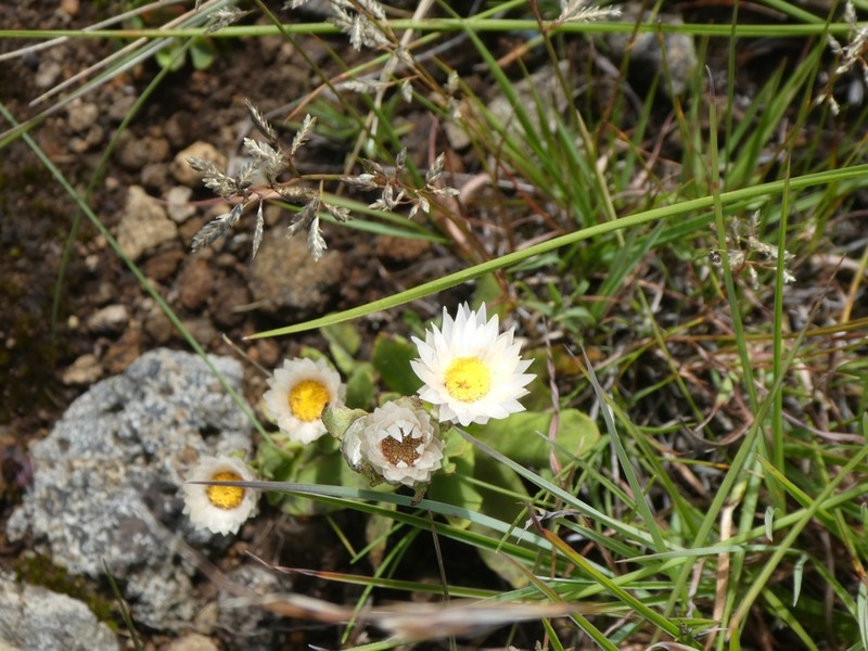 Helichrysum bellum photo 2