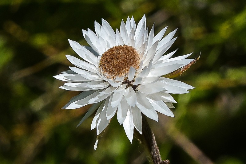 Helichrysum bellum photo 3