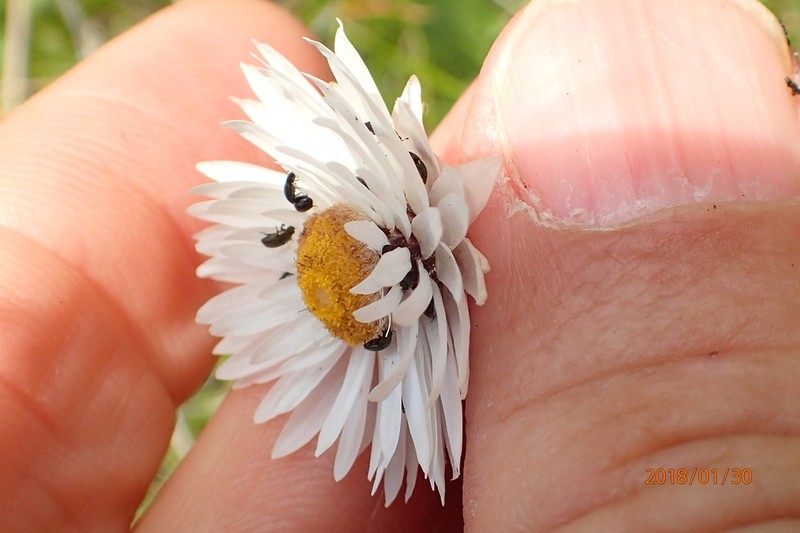 Helichrysum bellum photo 4