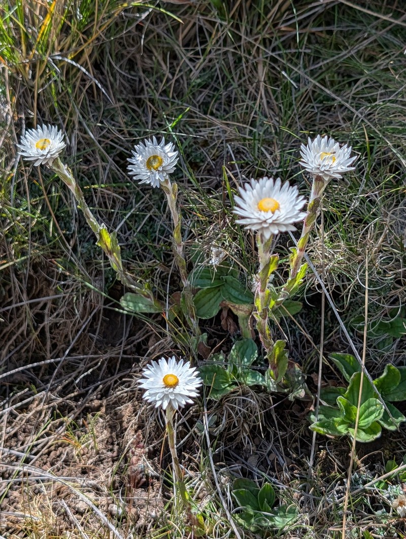Helichrysum bellum photo 5