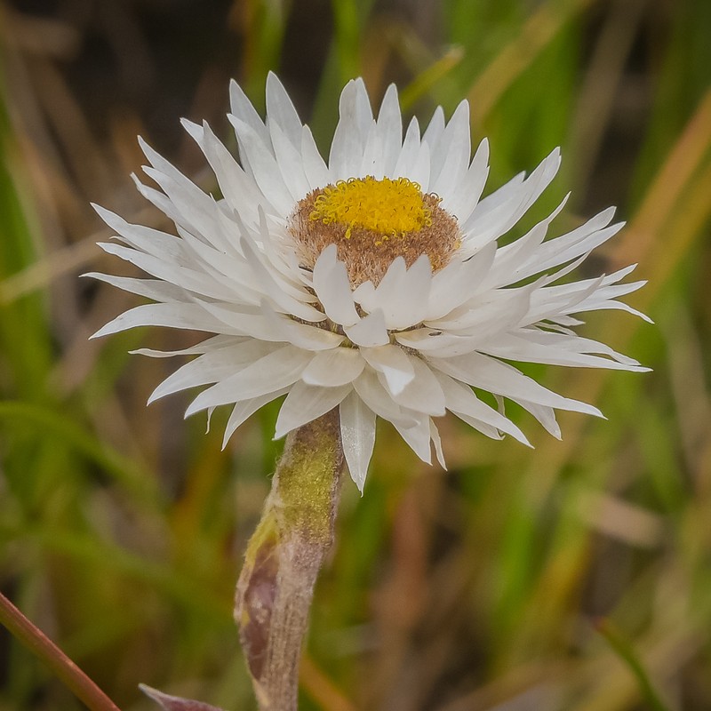 Helichrysum bellum photo 6
