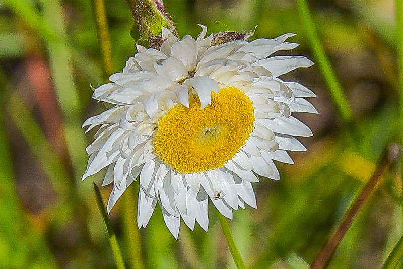 Helichrysum bellum photo 7