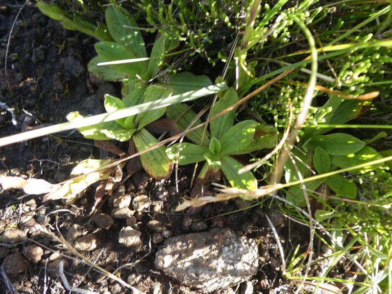 Helichrysum bellum photo 8
