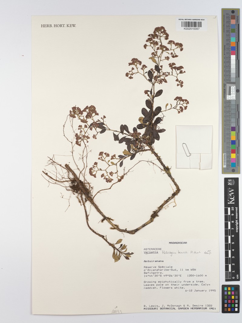 Helichrysum benoistii