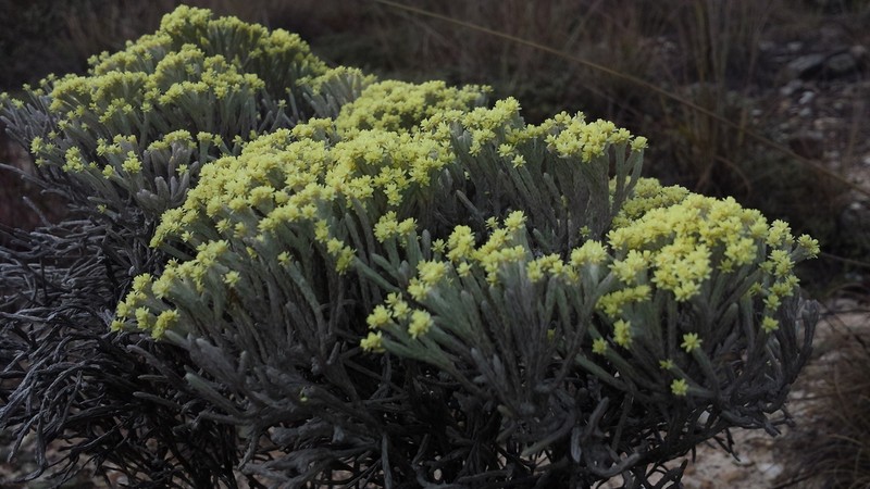Helichrysum benthamii photo 2
