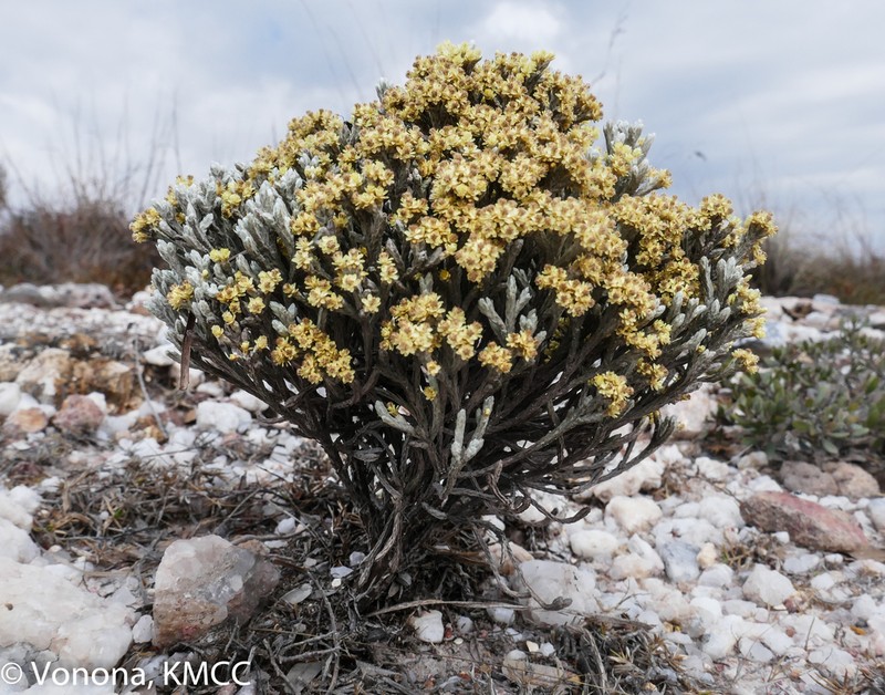 Helichrysum benthamii photo 3