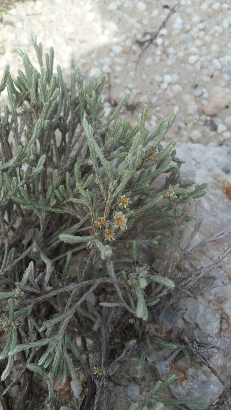 Helichrysum benthamii photo 4