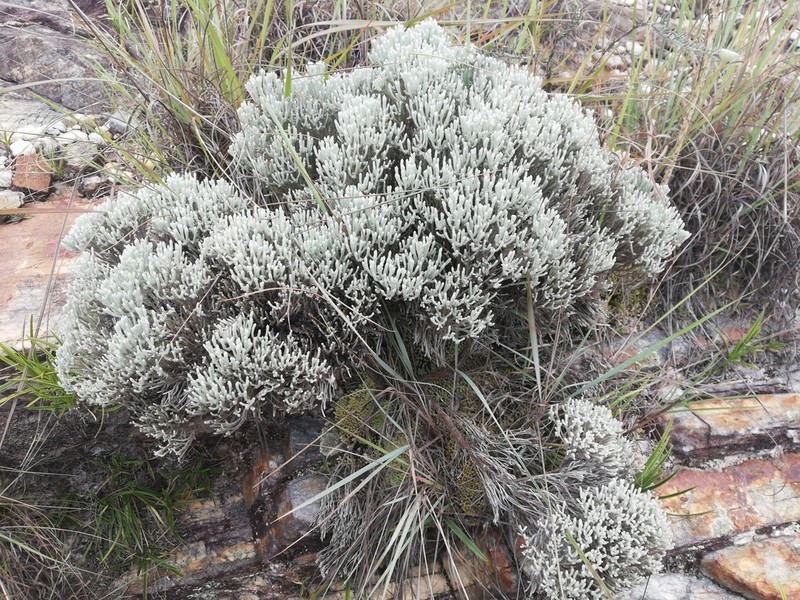 Helichrysum benthamii photo 5