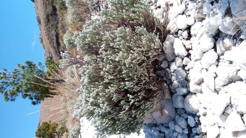 Helichrysum benthamii photo 6
