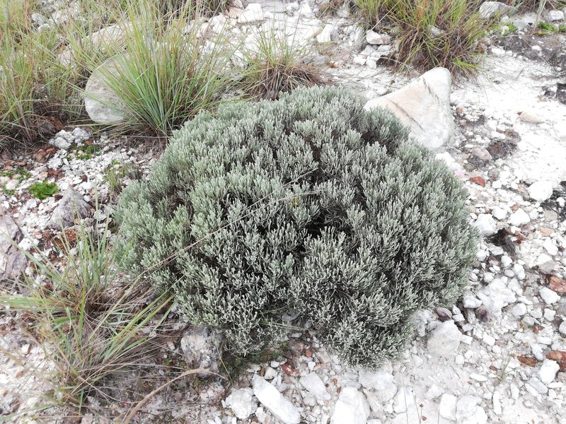 Helichrysum benthamii photo 7
