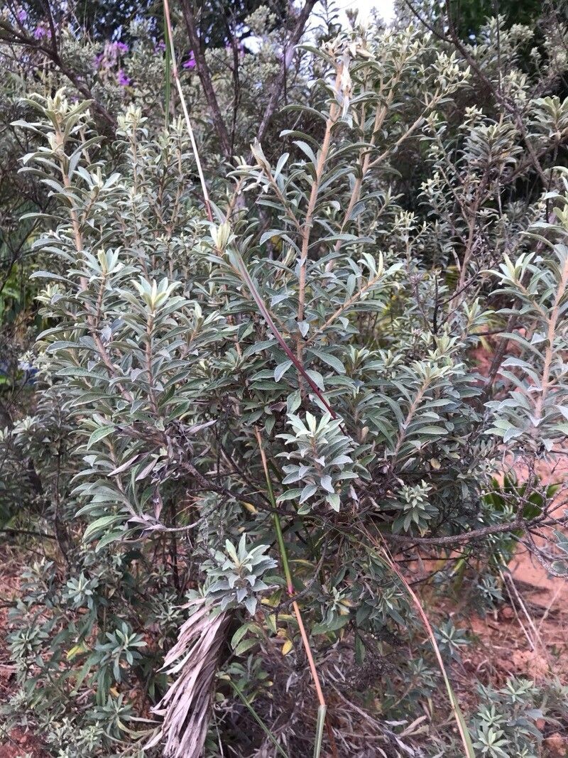 Helichrysum benthamii photo 8