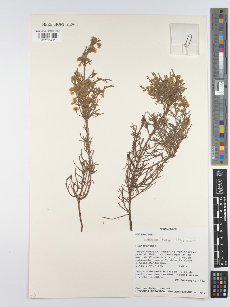 Helichrysum benthamii var. benthamii