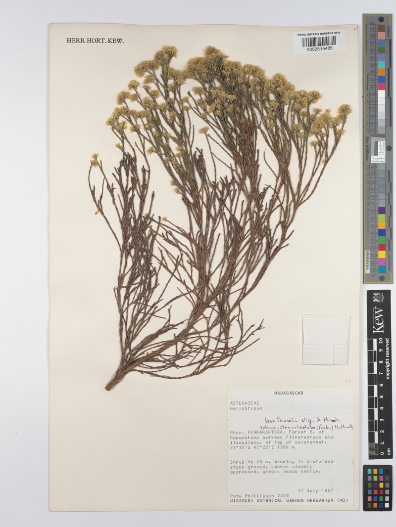 Helichrysum benthamii var. benthamii photo 2