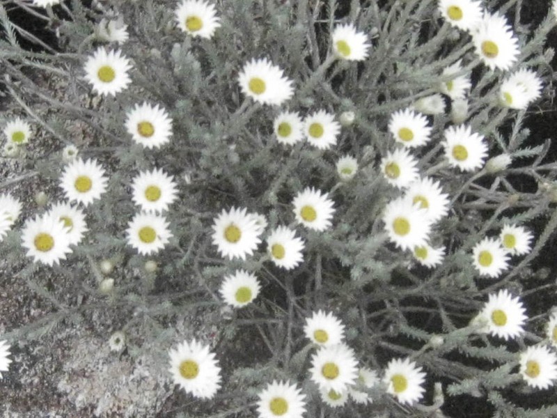Helichrysum betsiliense