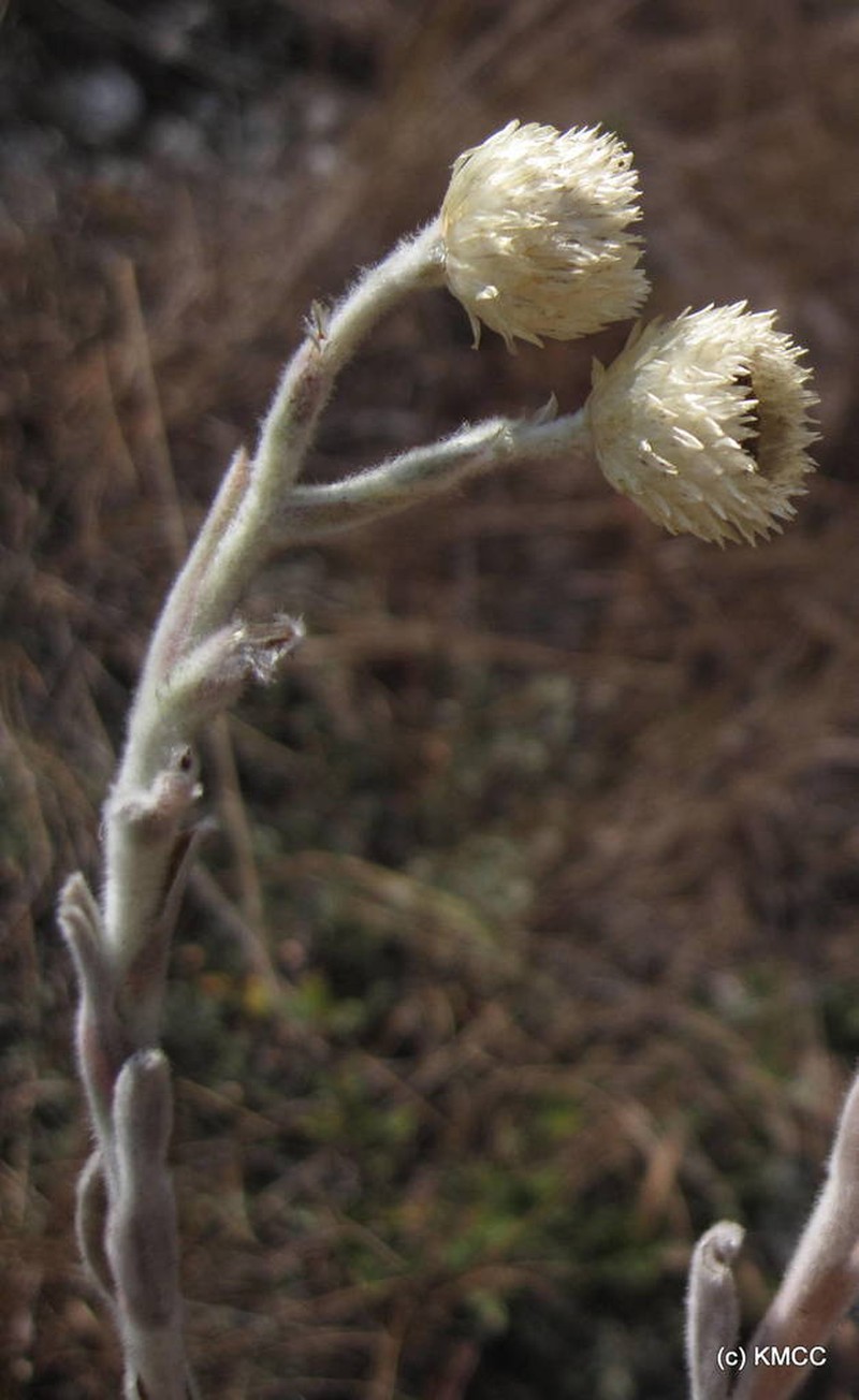 Helichrysum betsiliense photo 2
