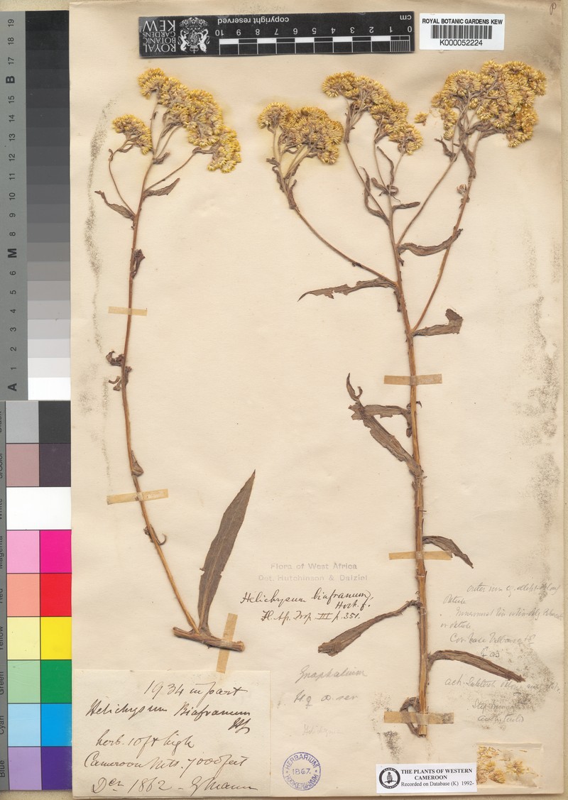 Helichrysum biafranum photo 2