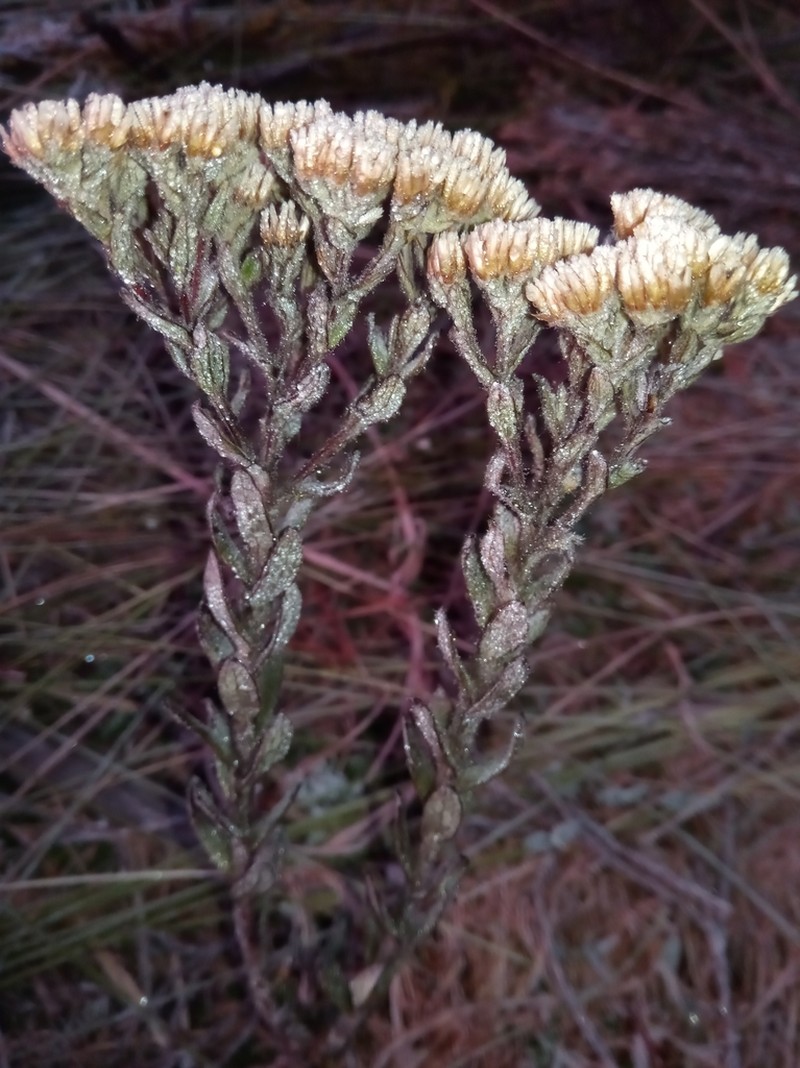 Helichrysum bracteiferum