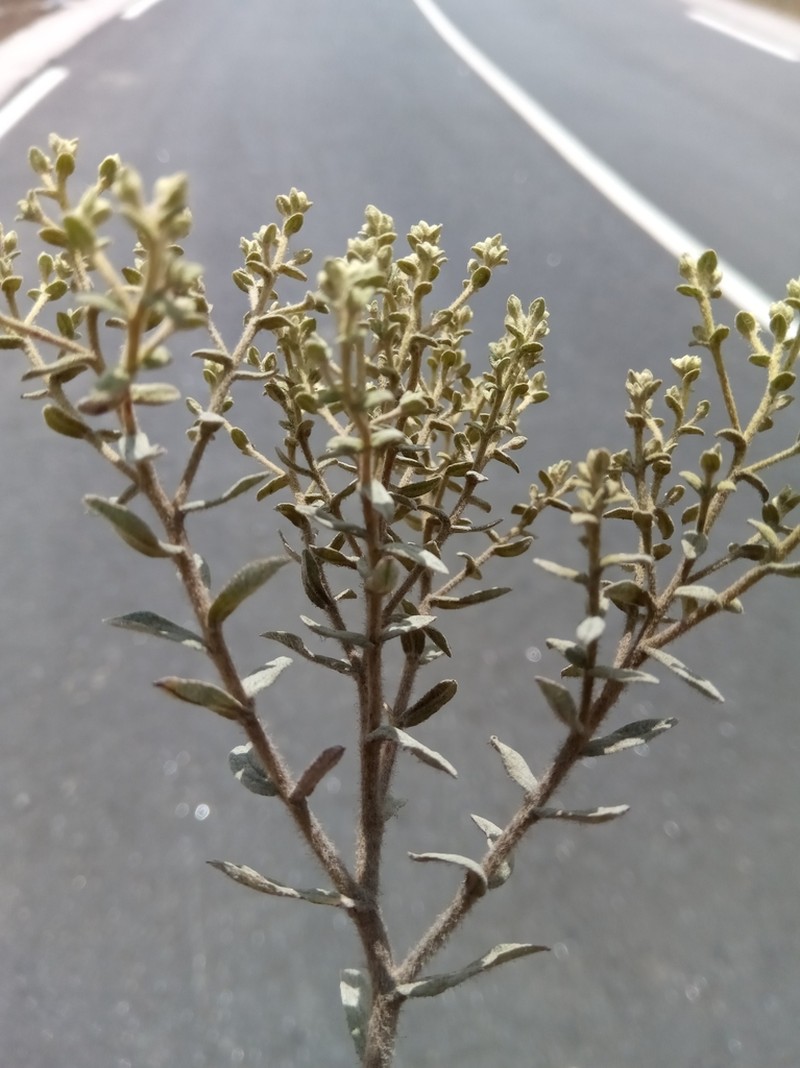 Helichrysum bracteiferum photo 2