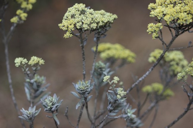 Helichrysum bracteiferum photo 3